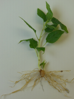 Plant raciné in vitro d'Actinidia rubricaulis